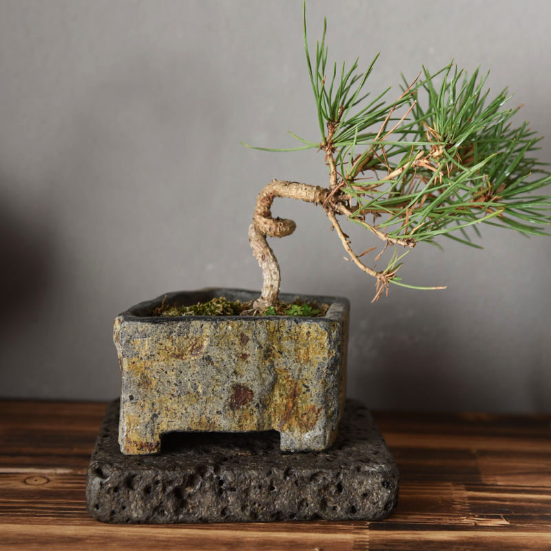 Basalt Natural Stone Flower Po - Desk Setup Plant ulasan dan harga