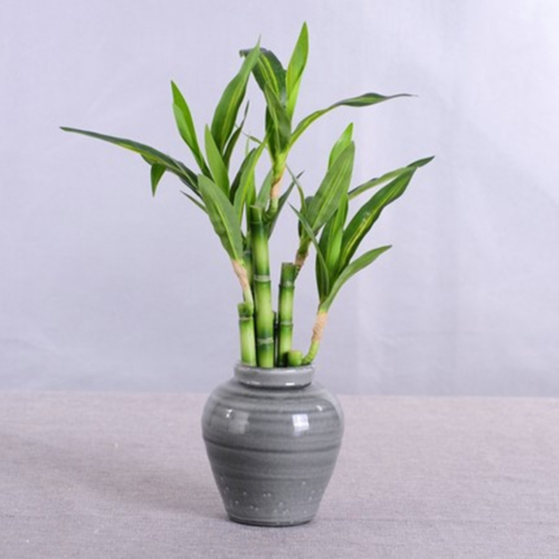 New 40cm rFtificial Lucky Bamb - Desk Setup Plant ulasan dan harga